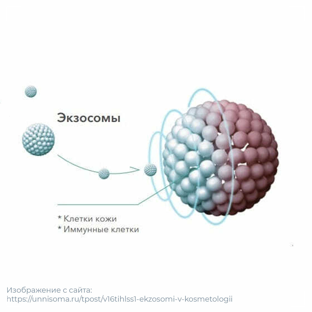 Экзосомы